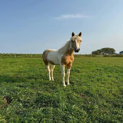 HORSE REHOMING UPDATE